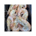 LLAGOSTINS DE SANT CARLES